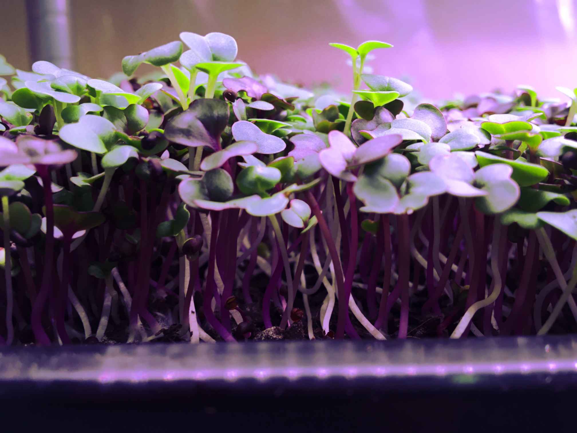 Microgreens