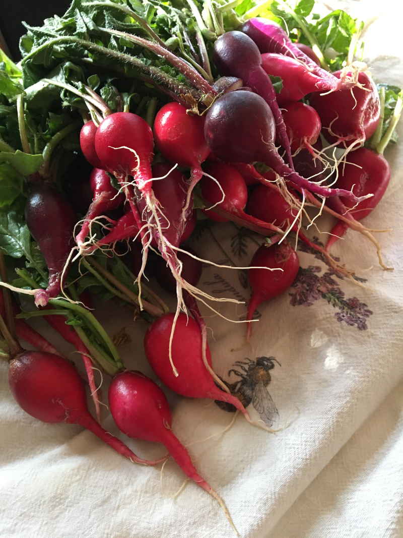 bundle of radishes
