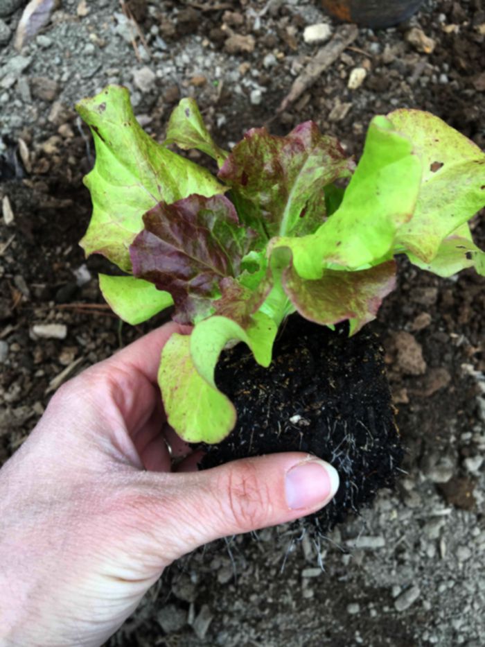 lettuce soil block